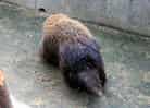 動物図鑑・カナダヤマアラシ 3